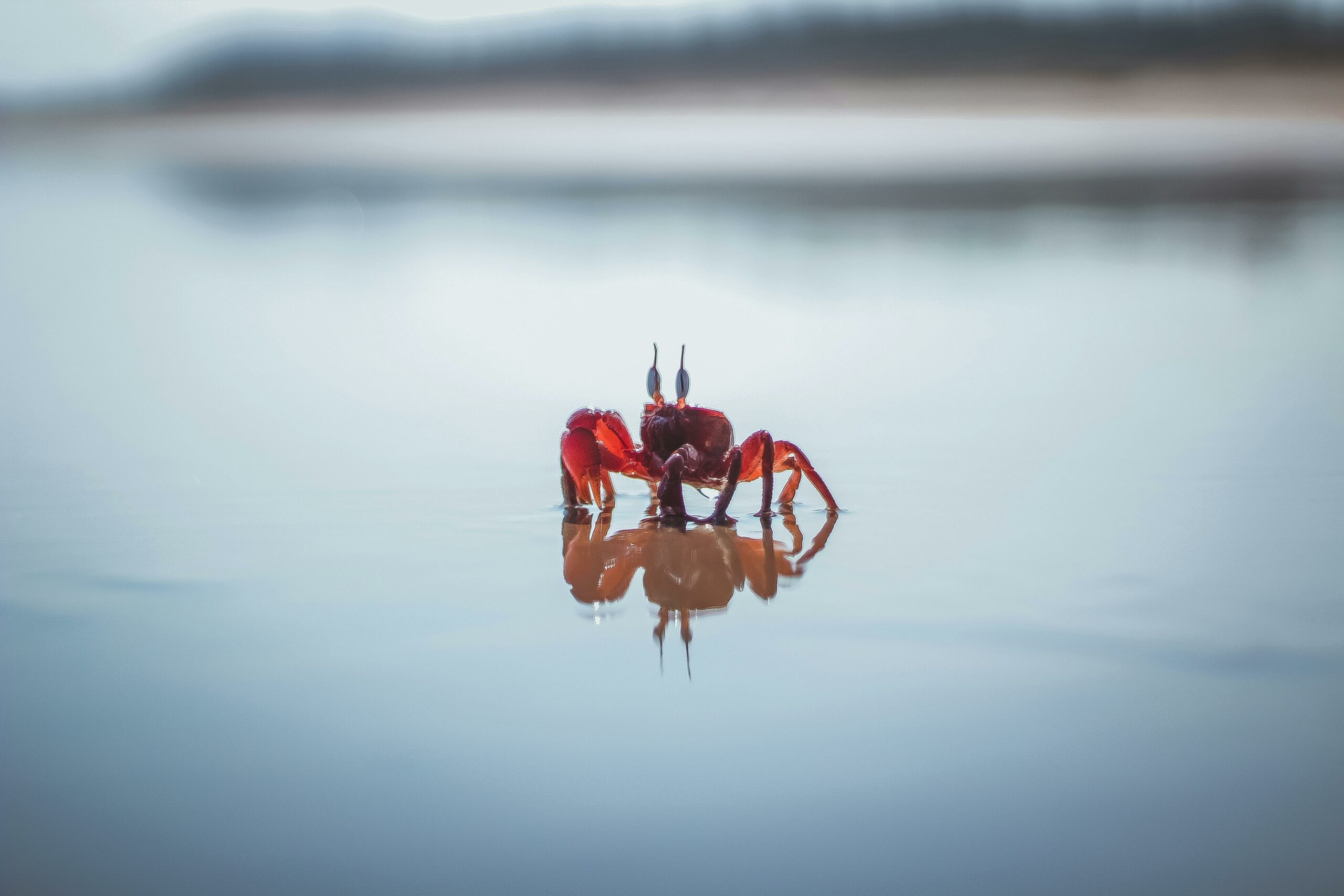 Rote Krabbe Auf Weißem Wasser