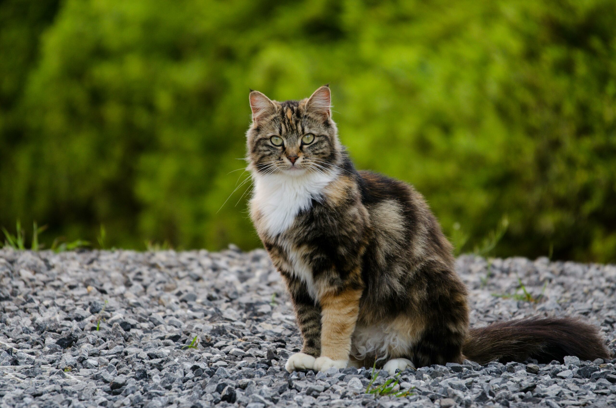 Kostenloses Stock Foto zu haustier, katze, natur