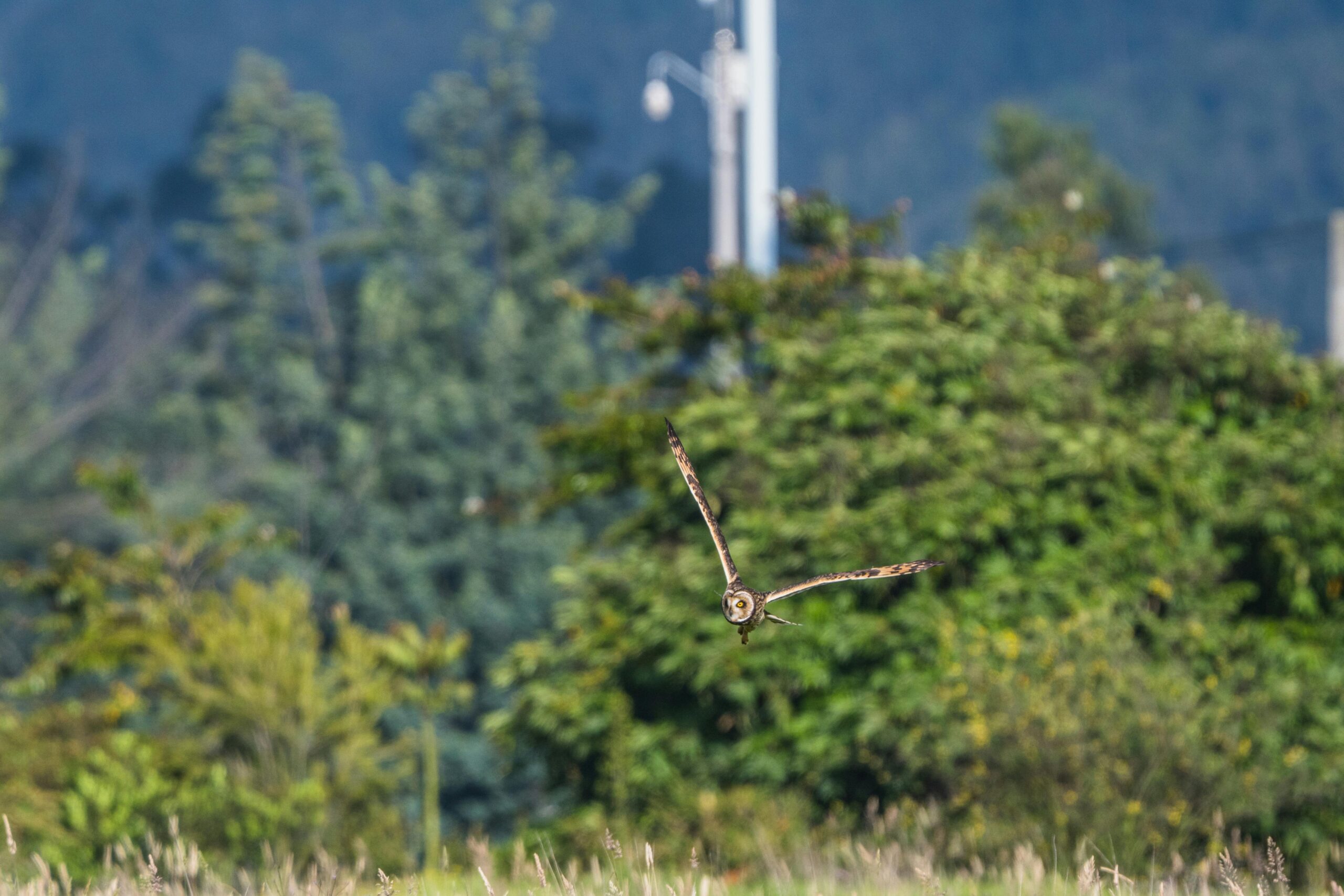 Kostenloses Stock Foto zu asio flammeus, bÃ¤ume, biodiversitÃ¤t