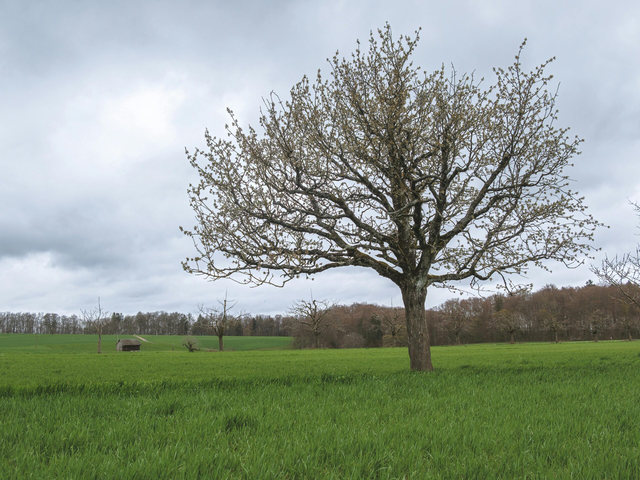 Kostenloses Stock Foto zu auÃŸerorts, baum, bedeckt