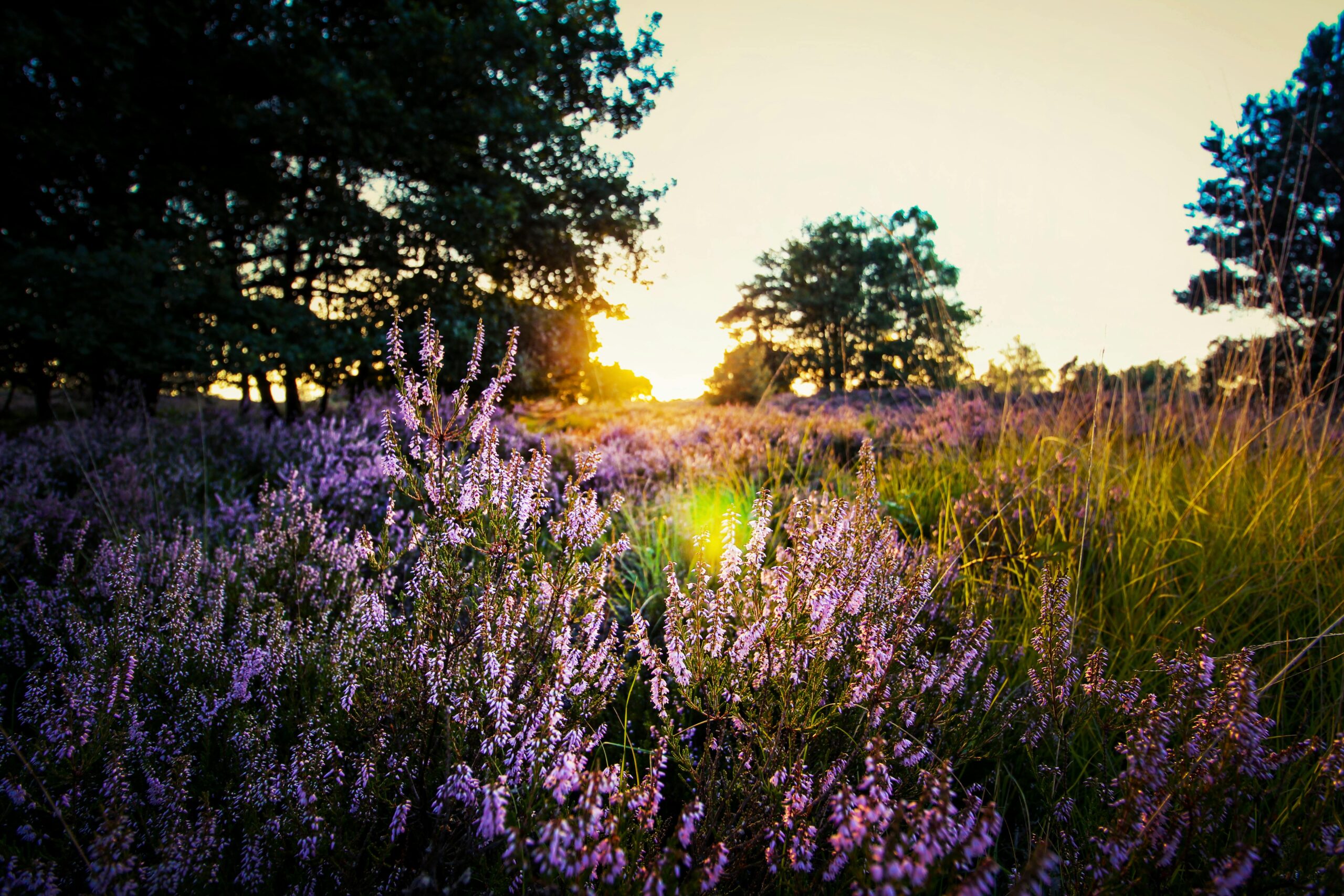 Lila Lavendel Auf Feld WÃ¤hrend Sonnenuntergang