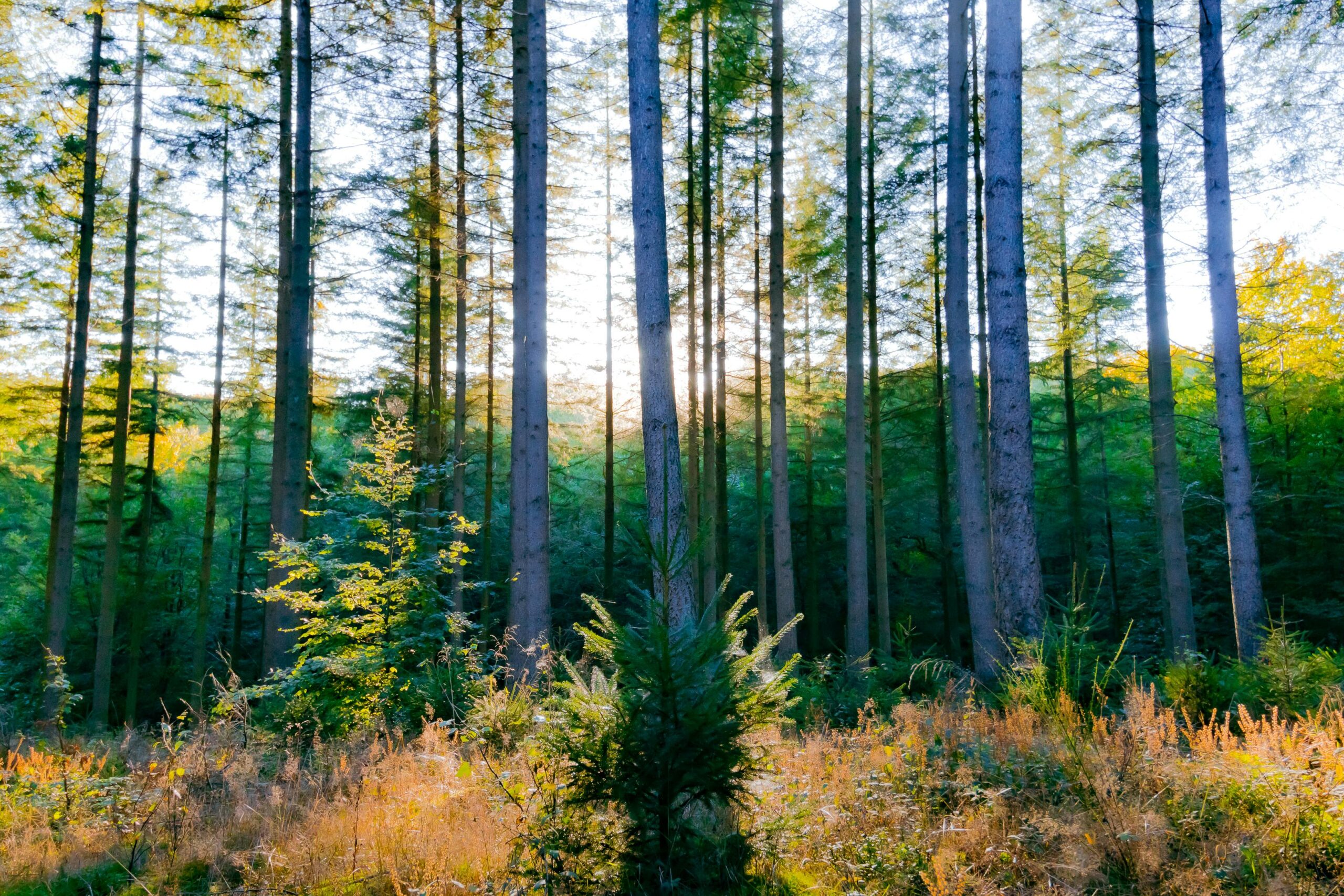 Kostenloses Stock Foto zu außerorts, bäume, belgien