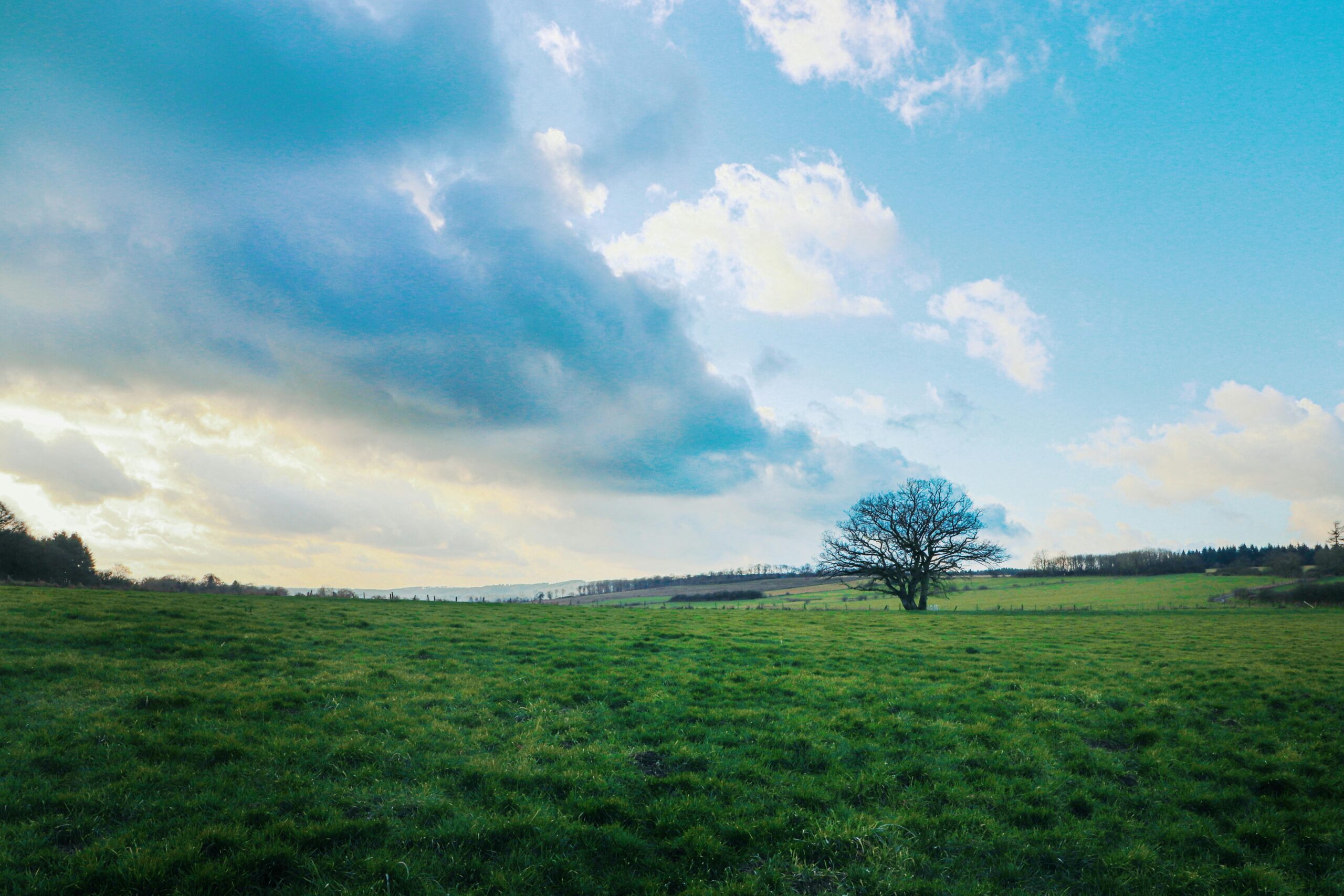 Blattloser Baum Auf Gr&Atilde;&frac14;nem Grasfeld Unter Wei&Atilde;Ÿen Wolken Und Blauem Himmel