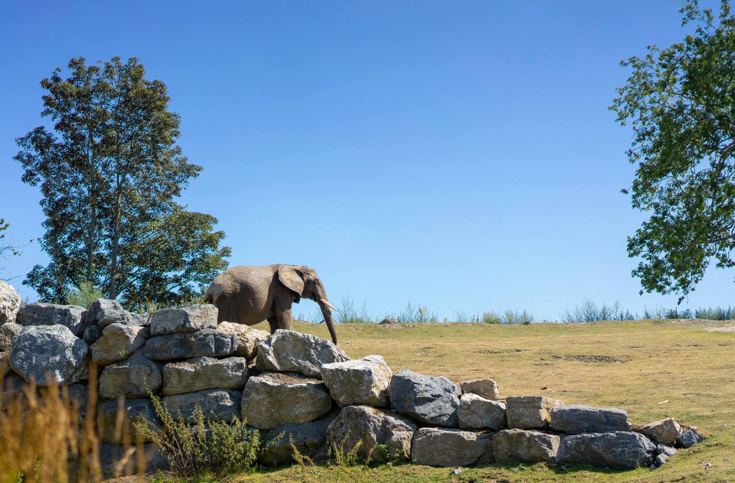 Brauner Elefant Auf Gr&Atilde;&frac14;nem Grasfeld